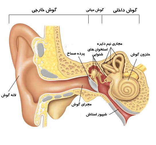 سیستم شنوایی