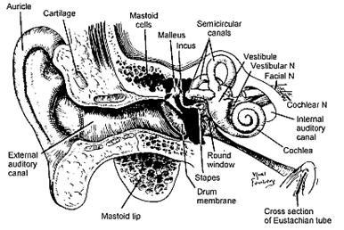 فصل 1 (مروری بر آناتومی و فیزیولوژی سیستم شنوایی)