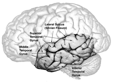 بخش تمپورال مغز
