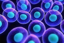 درمان کمشنوایی با سلول های بنیادی