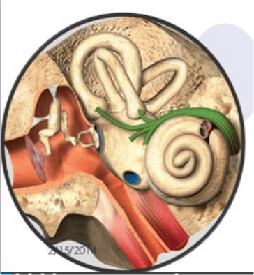 سلول های گیرنده شنوایی در حلزون گوش داخلی