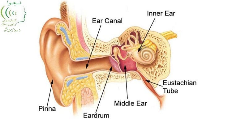 جدیدترین یافته های درمان کم شنوایی