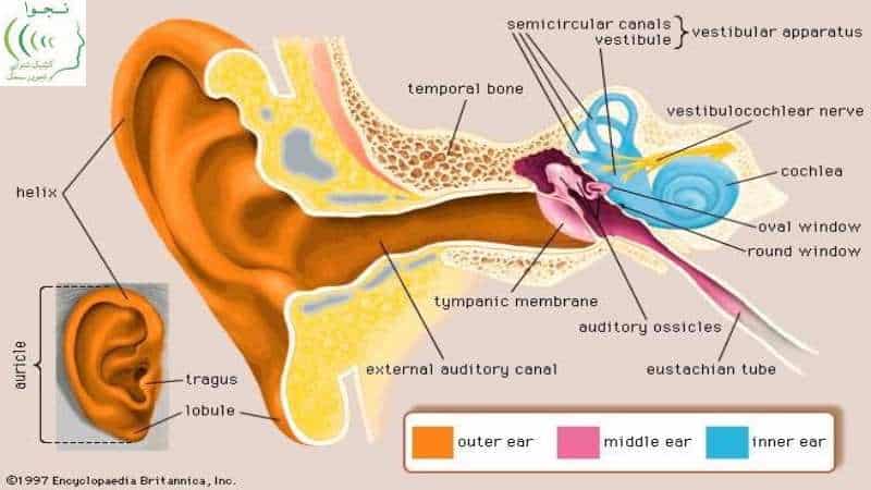 برگشتن عصب گوش