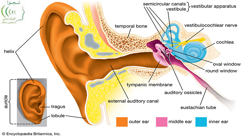 آناتومی و فیزیولوژی گوش